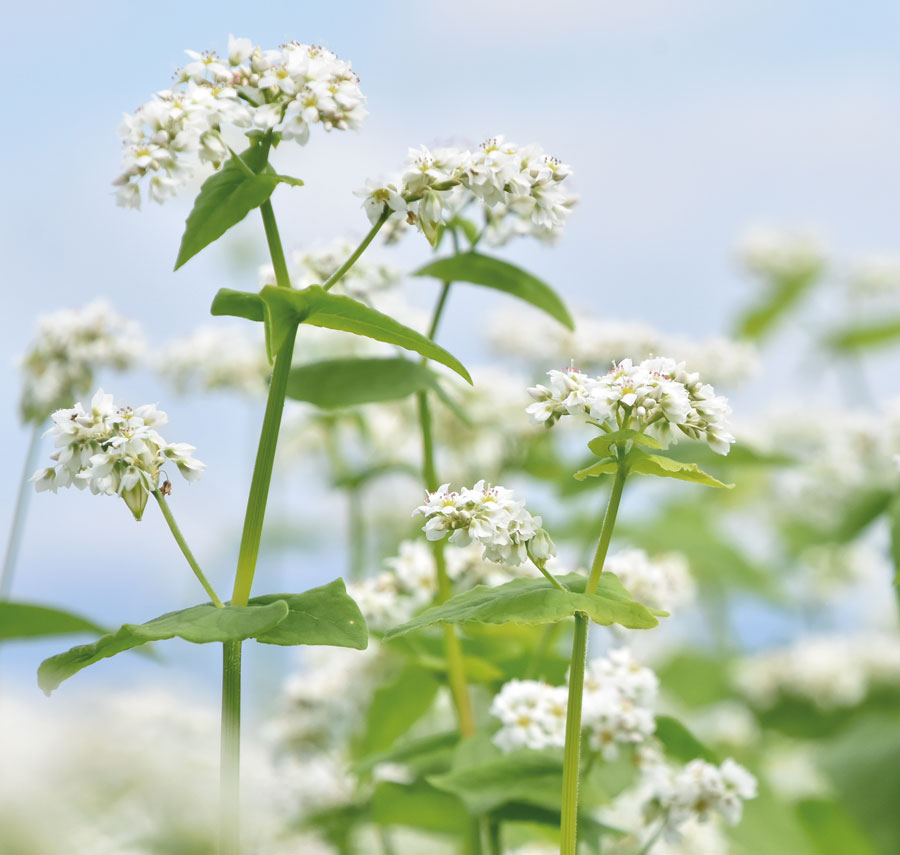 Buchweizenblüten – Rohstoff für Cultavit®