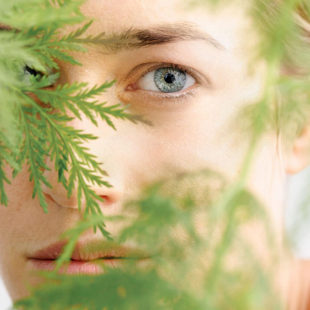 Artemisia Annua