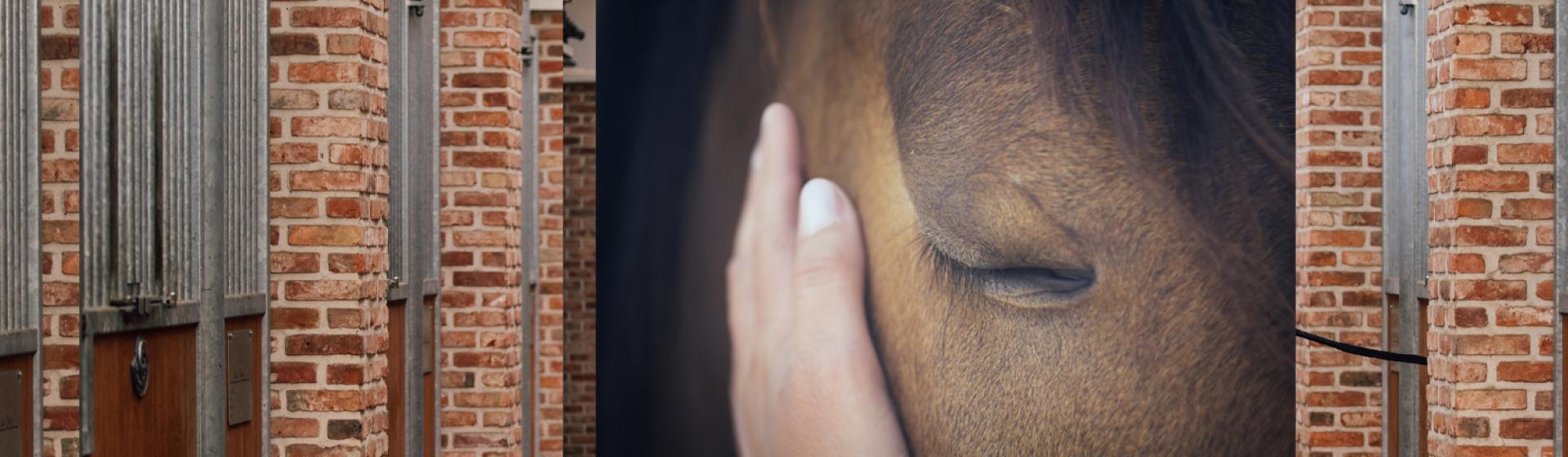 Pferdeauge und Hand