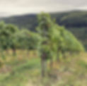 Rieslingweine