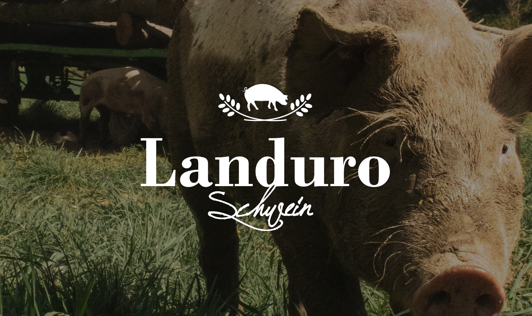 Landuro Schwein