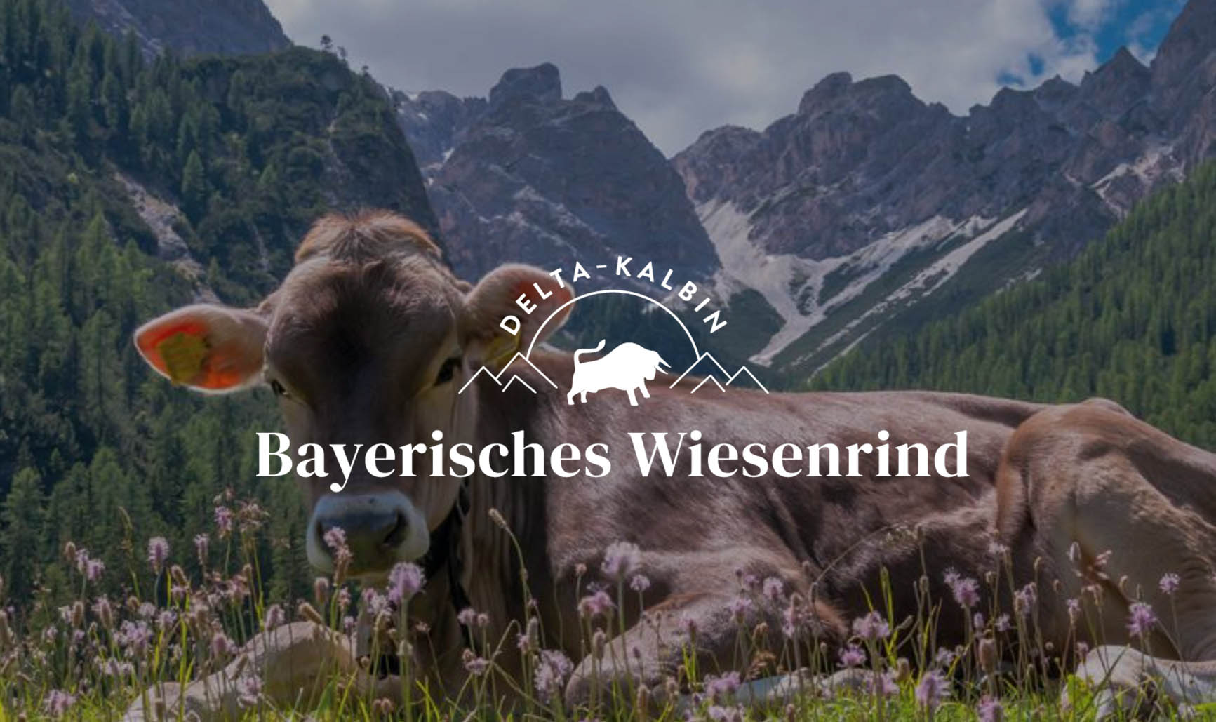 DELTA-Kalbin Bayerisches Wiesenrind