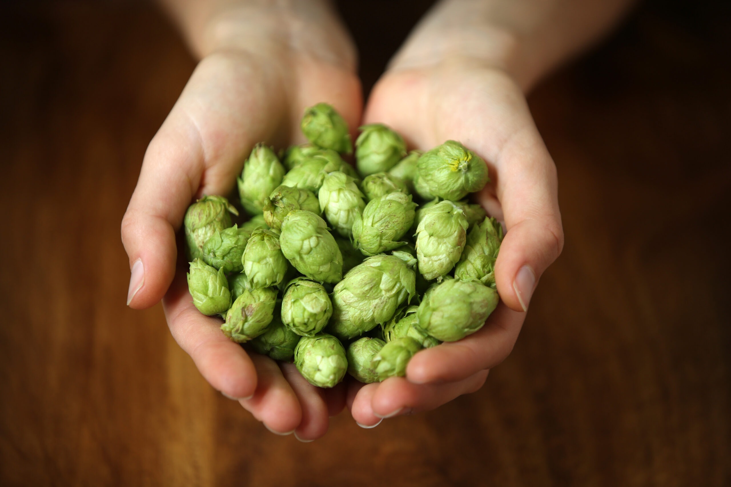 Hopfen