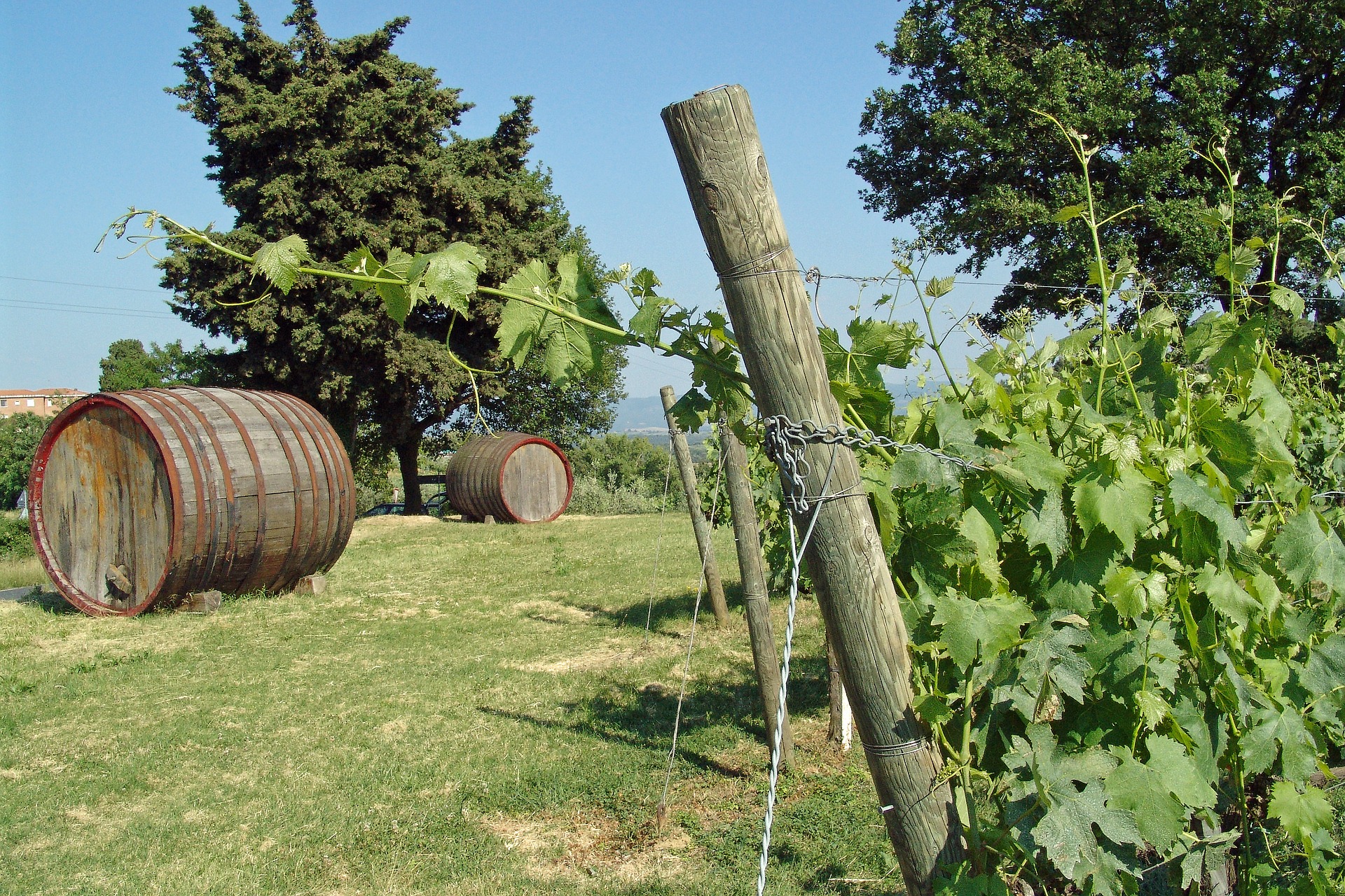 Weinberge