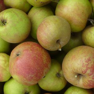 Äpfel aus regionaler Ernte