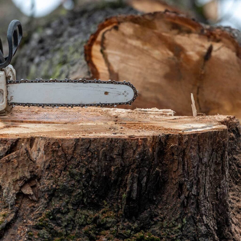 Mein Baum – mein Holzboden: Holz vom Waldbesitzer