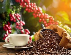 Espresso 100 % Arabica - kontrollierter Anbau