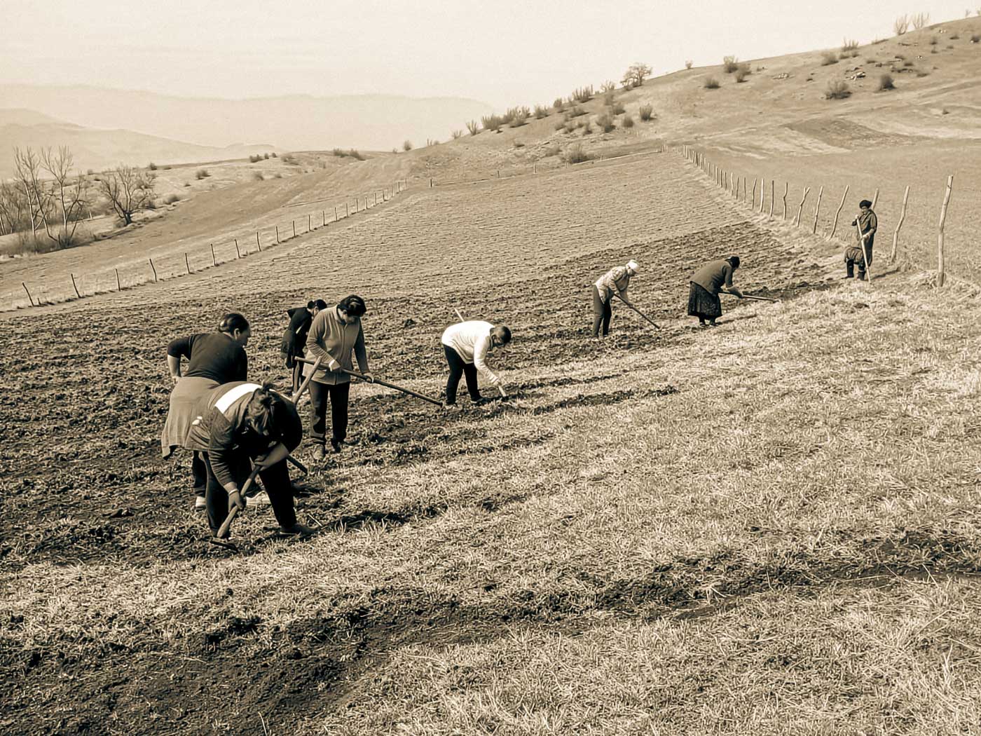 Safranfelder in Sarigyugh, Tavush