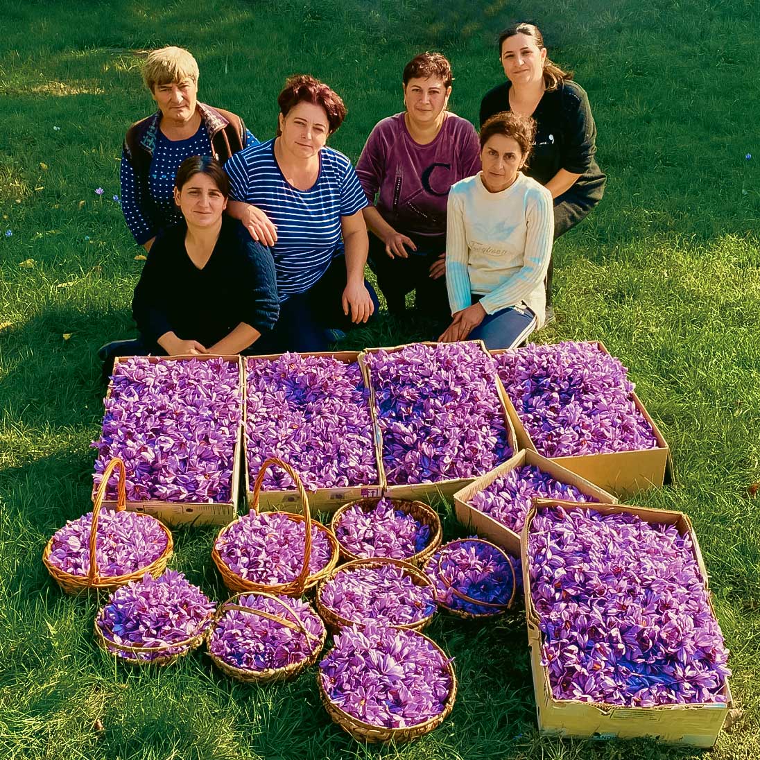 Ernteteam von Sari Safran in Armenien