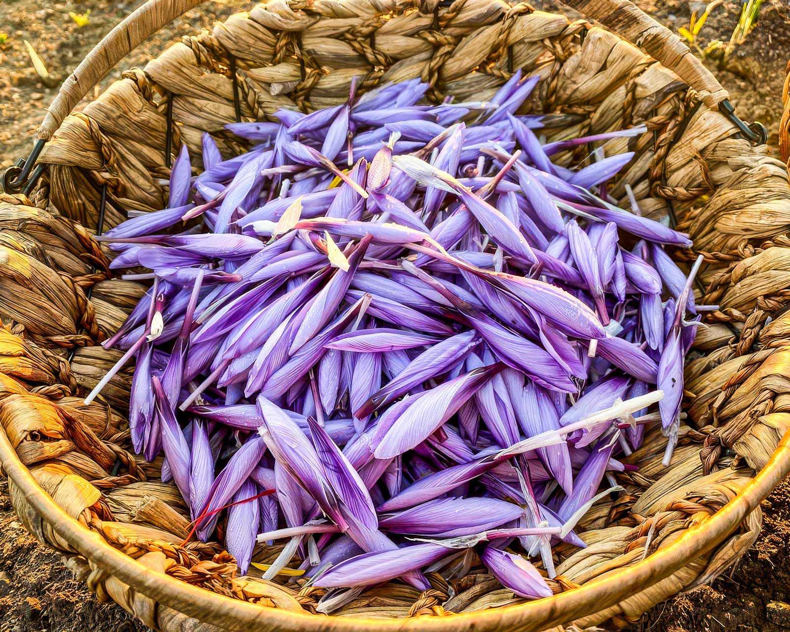 Sari Safran – Fertigung