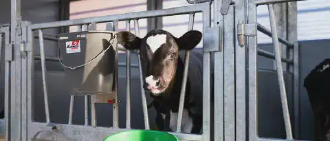 KMAX Kälberhütte
