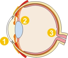 Anatomie des Auges