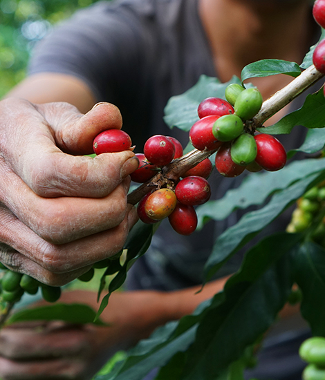 Kaffeeernte (cherry picking)