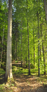 Förg – Fertigung