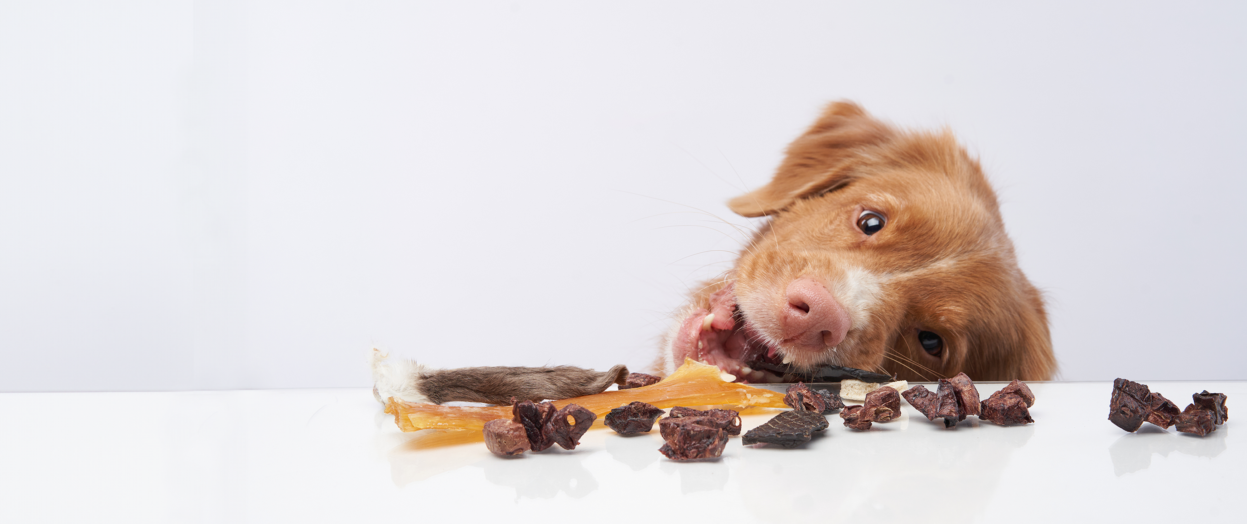 Hund knabbert an einem natürlichen Kausnack
