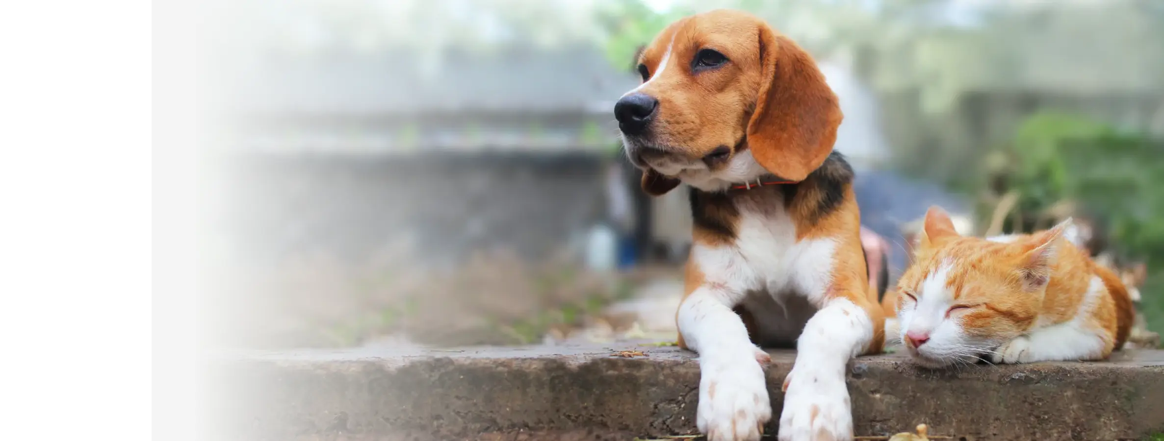 Beagle und rot-weiße Katze im Freien