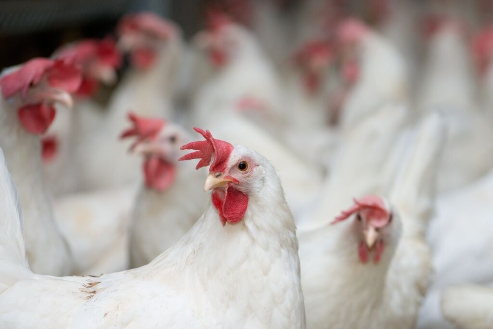 Poultry feed