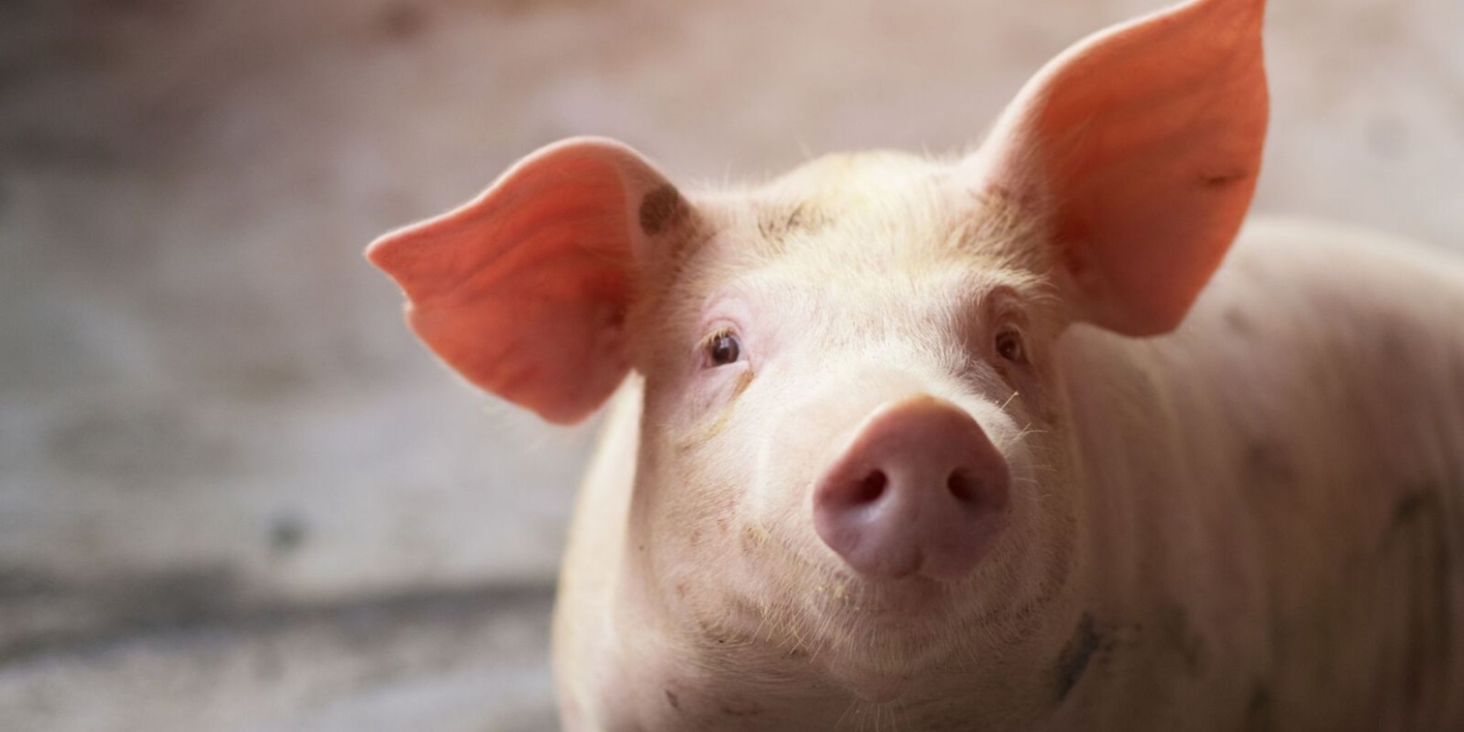 Pig feed (ULTRA concept)