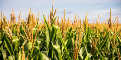 Maize cultivation in Germany – raw material basis of feed production
