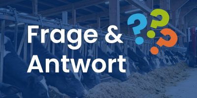 Lactation and bull fattening – feed concepts for cattle