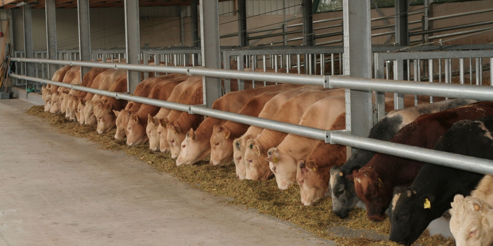 Fattening and rearing feed for beef cattle