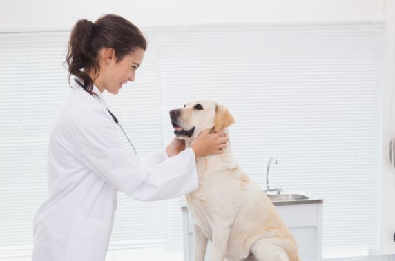 Lösungen für Veterinäre
