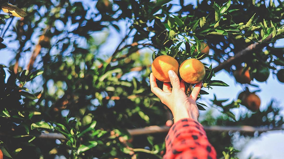 Ernte von Orangen aus weltweiten Anbaugebieten