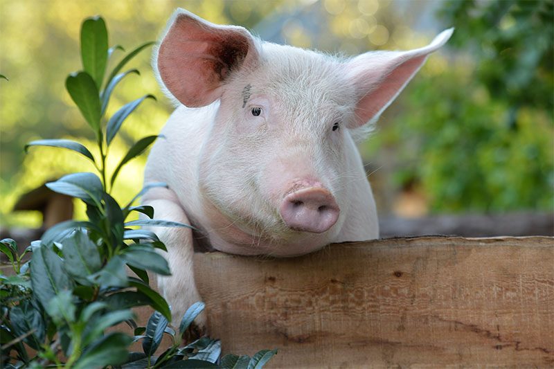 Kräuterschwein