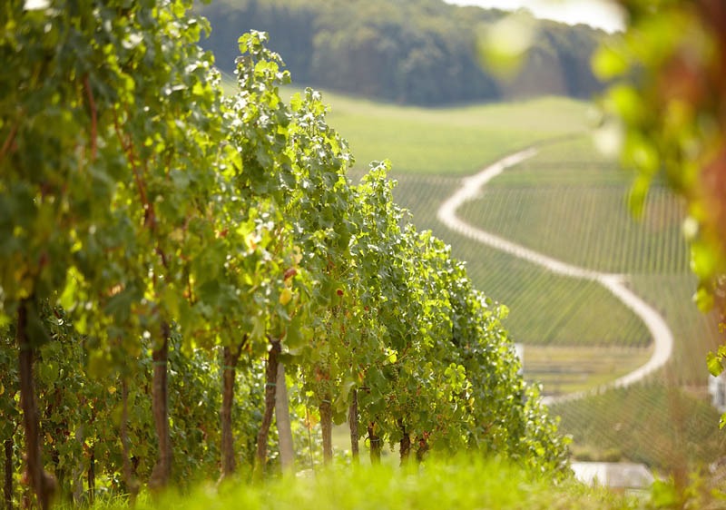 Steillagen-Weinberge in Nittel