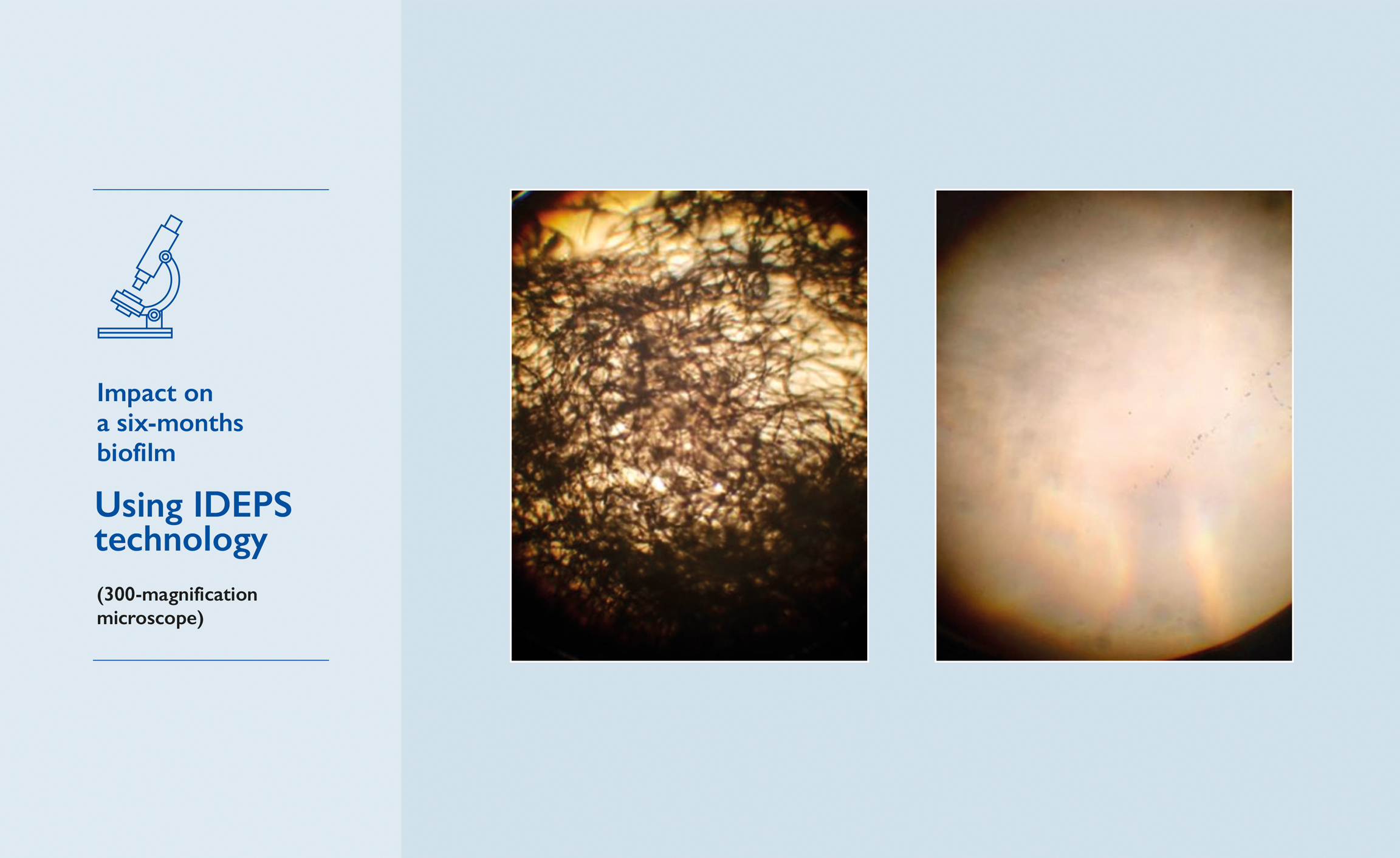 Auflösung eines Biofilms unter Laborbedingungen