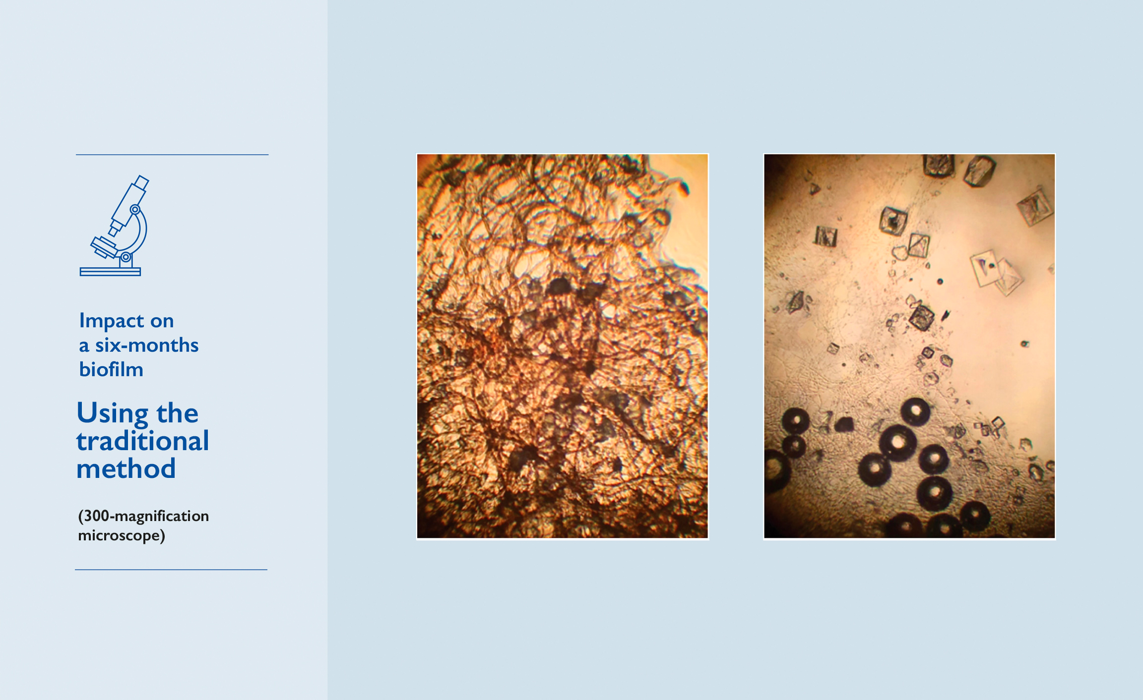 Auflösung eines Biofilms unter Laborbedingungen