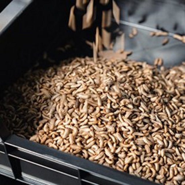 Larvenprodukte für Petfood