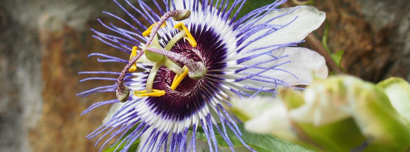 Phytotherapie / biologische Heilverfahren