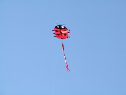 Drache Marienkäfer