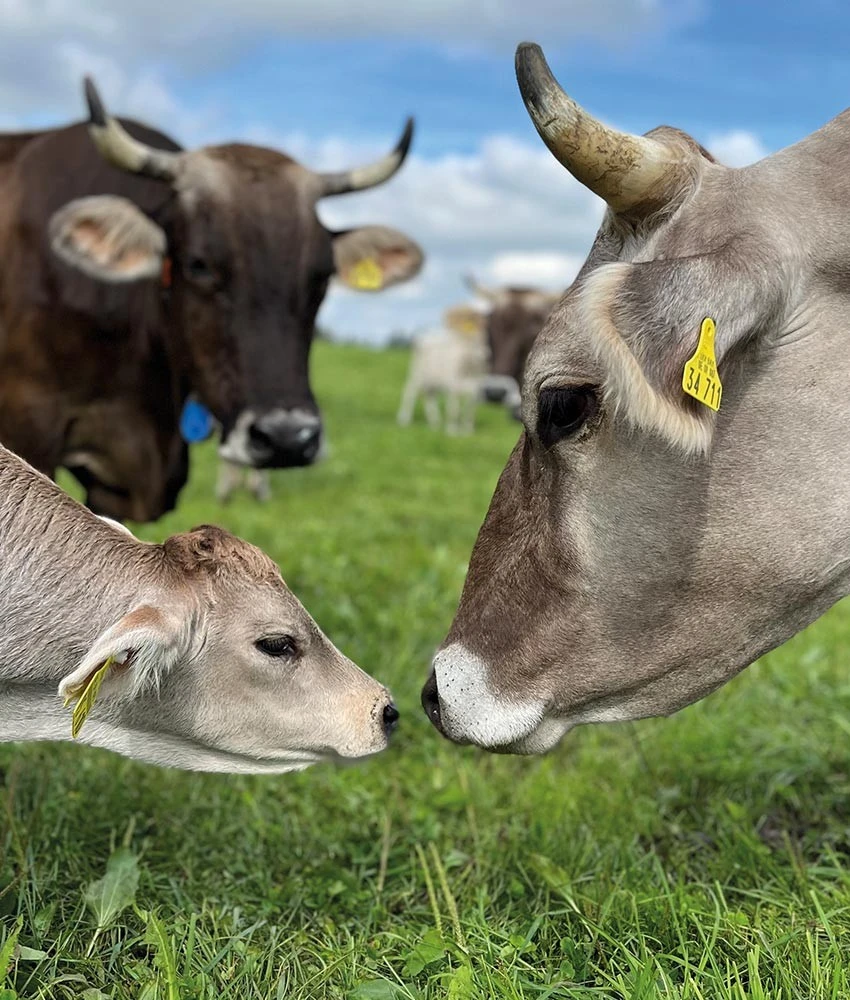 Kühe der Region – Basis der Heumilch
