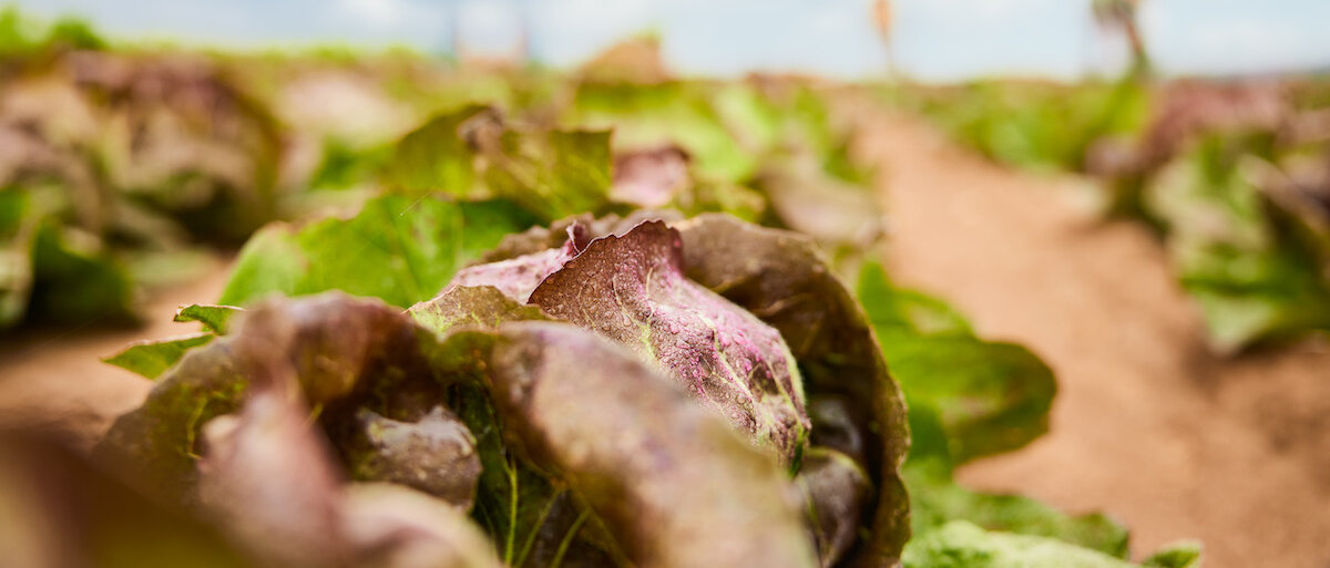 Frische Salat- und Gemüsevariationen