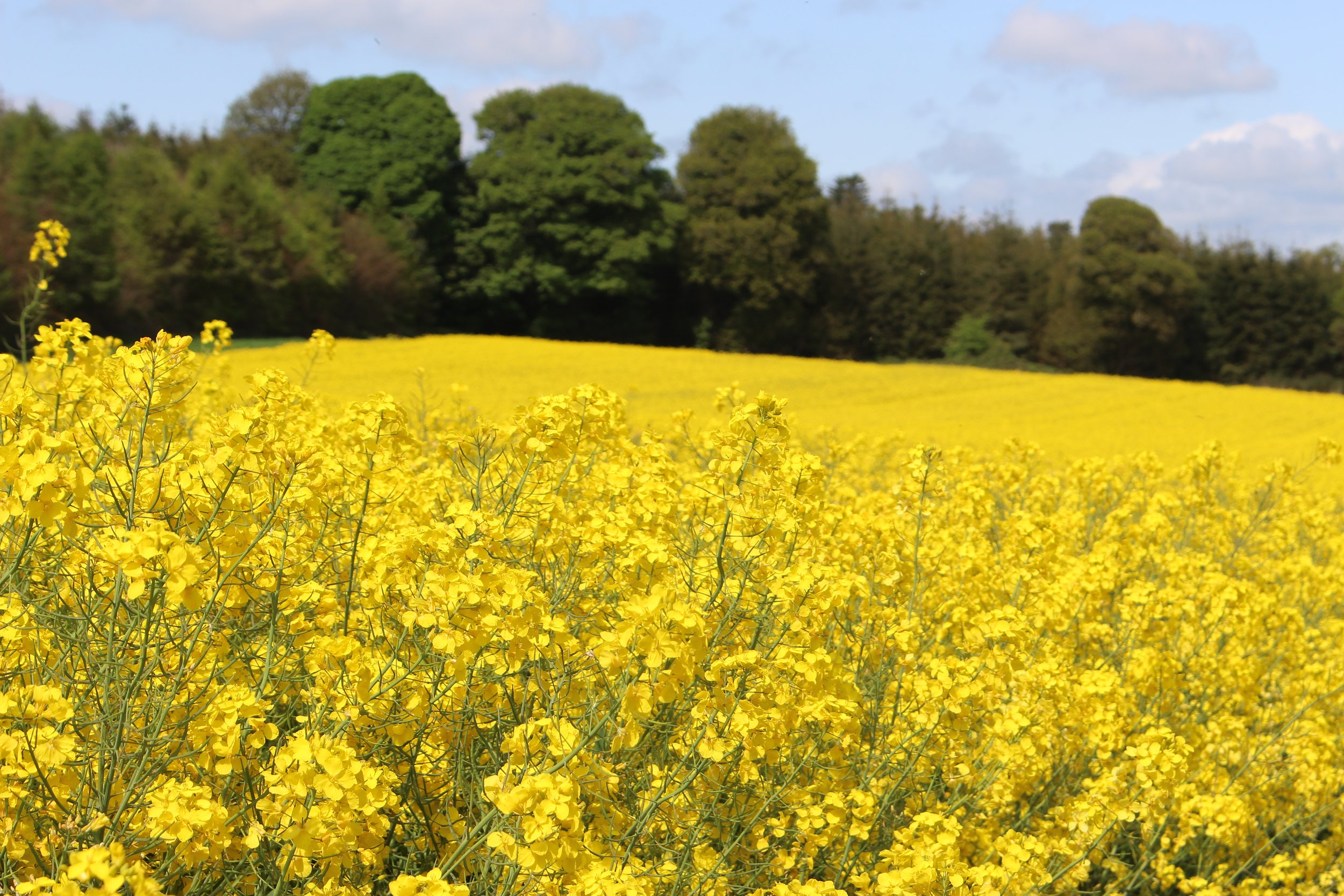 Winterraps (Winter OSR)