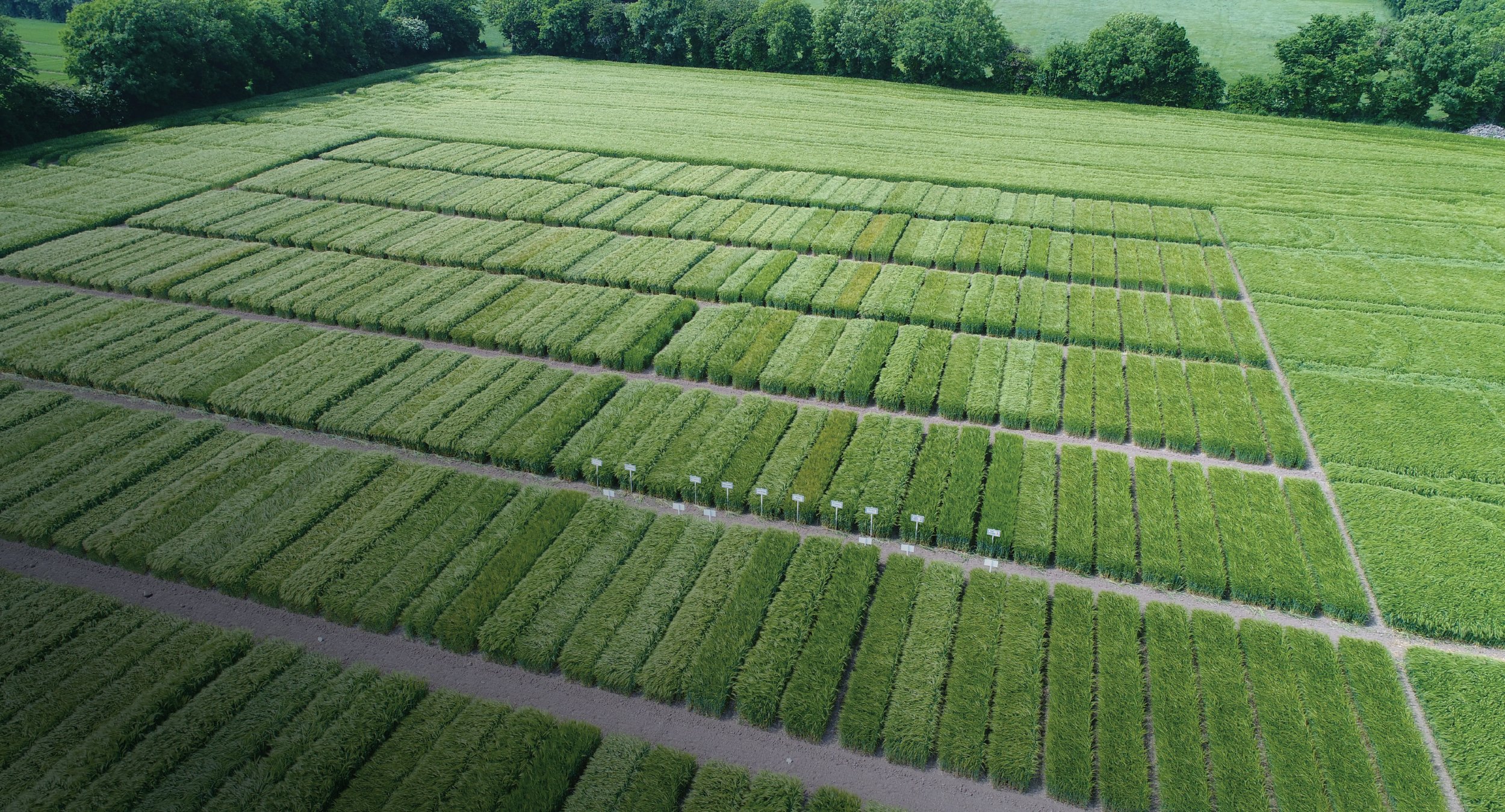 Seedtech – Sorten für irische Anbaubedingungen