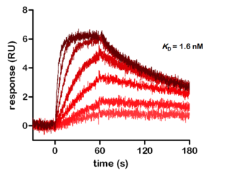 KINASCREEN SPR-Assays für Kinase-Inhibitoren