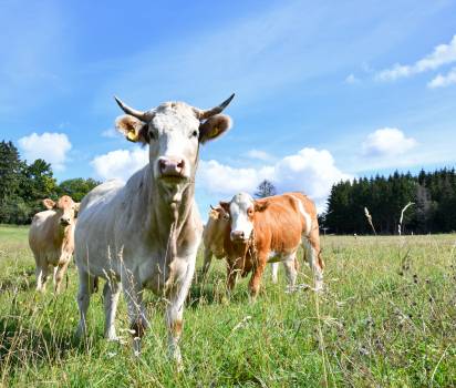Rohmilch von rund 8.000 Milchbäuerinnen und Milchbauern