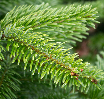 Weihnachtsbaum Nordmanntanne