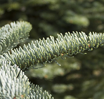 Weihnachtsbaum Rotfichte