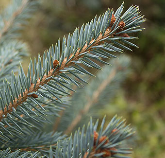 Weihnachtsbaum Blaufichte