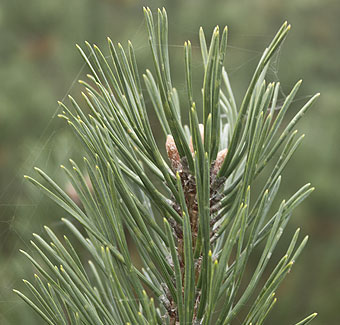 Weihnachtsbaum-Ernte