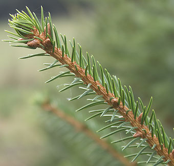 Anbauflächen im Sauerland