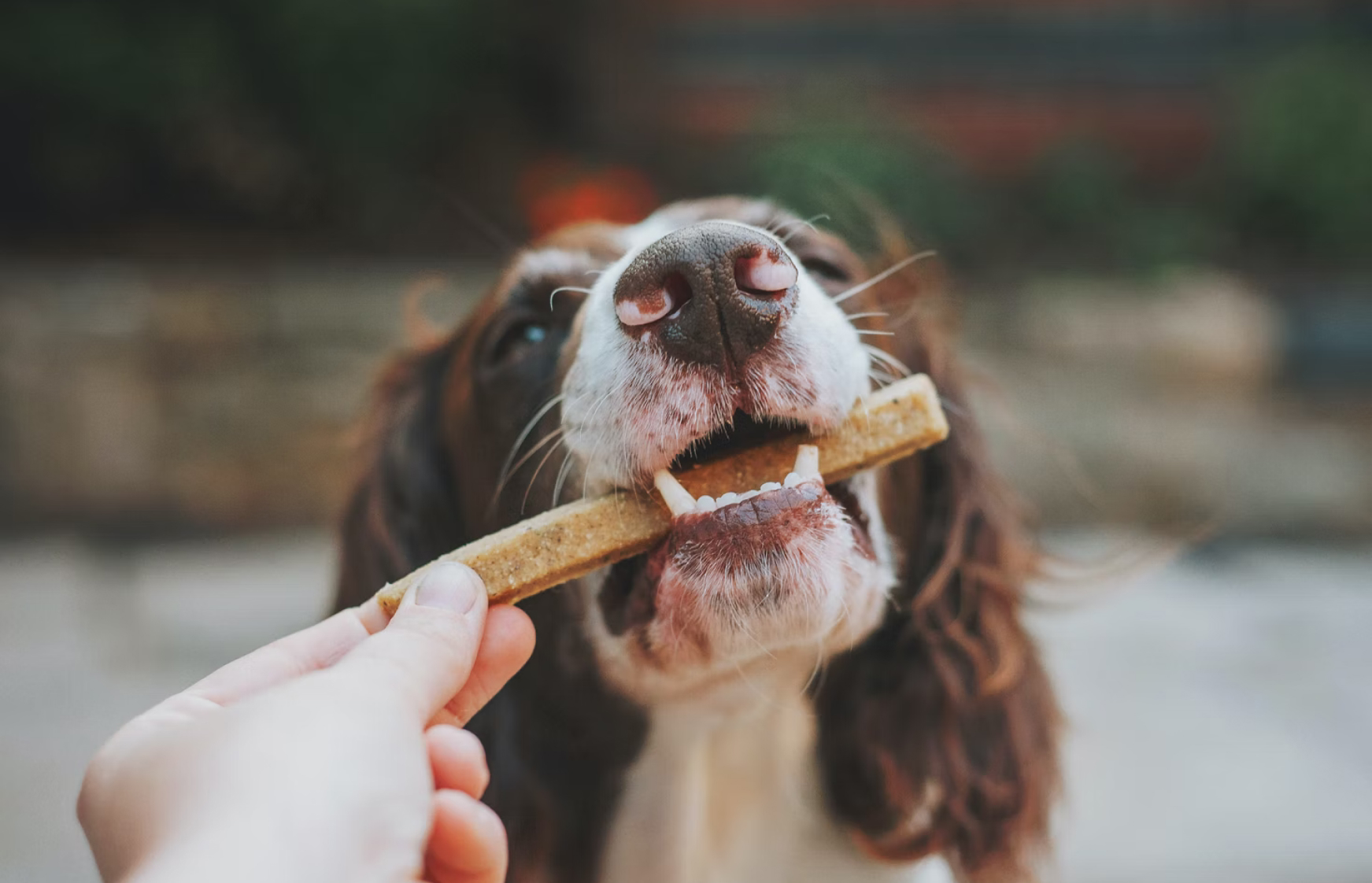 Pet Food