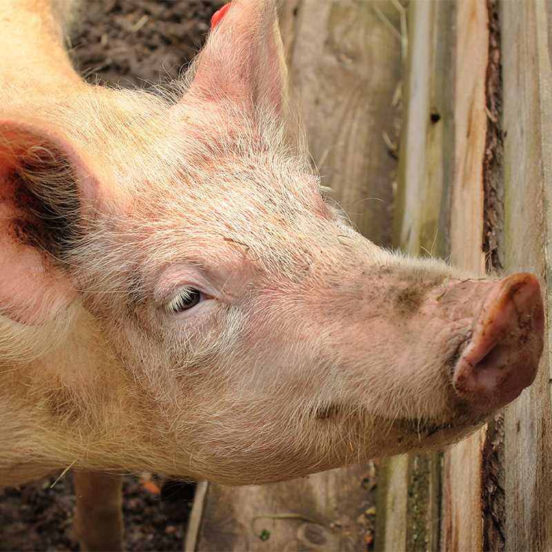 Schweinestall (Ferkel-, Mast-, Zuchtsauenstall)