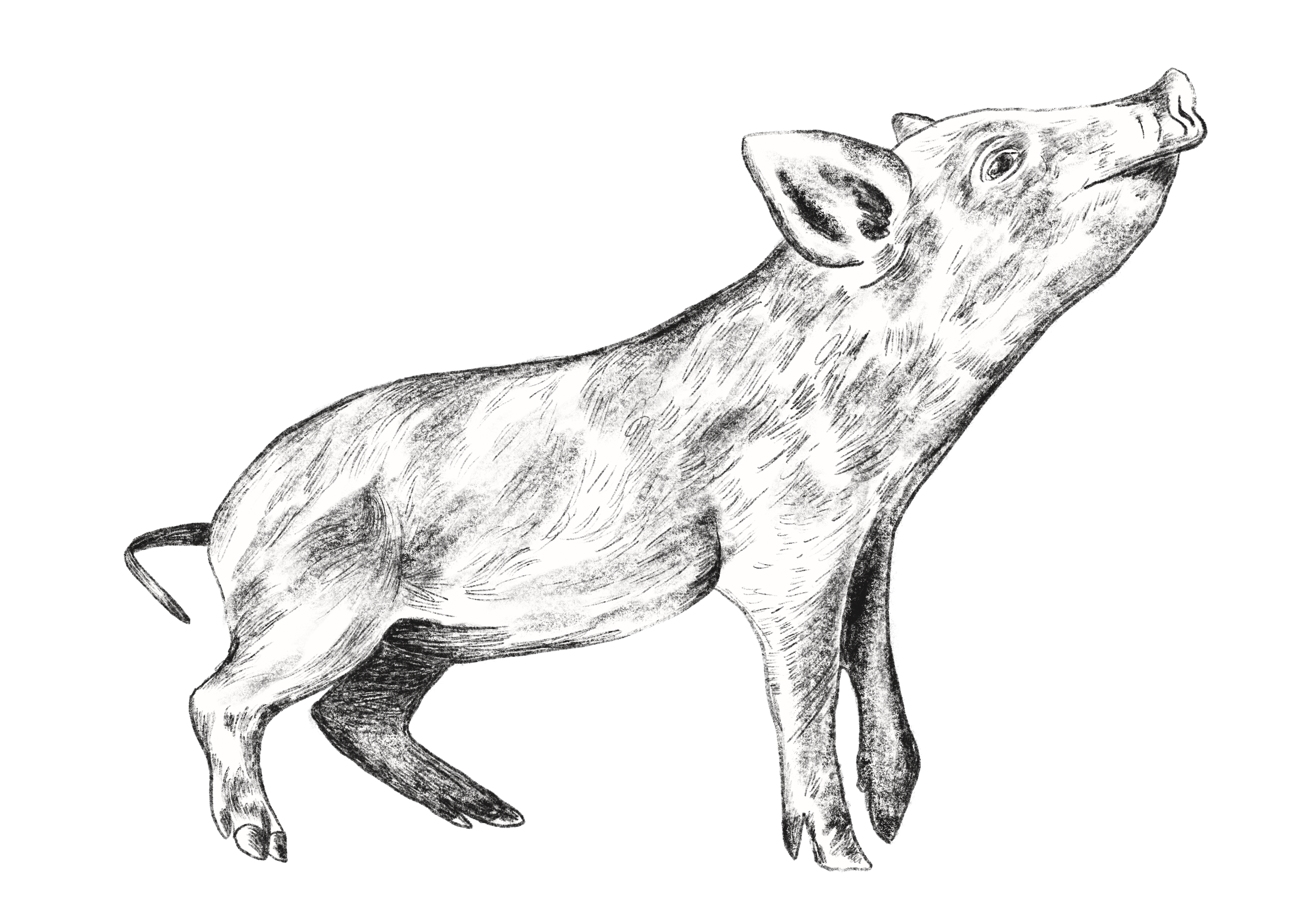 Schweinehaltung