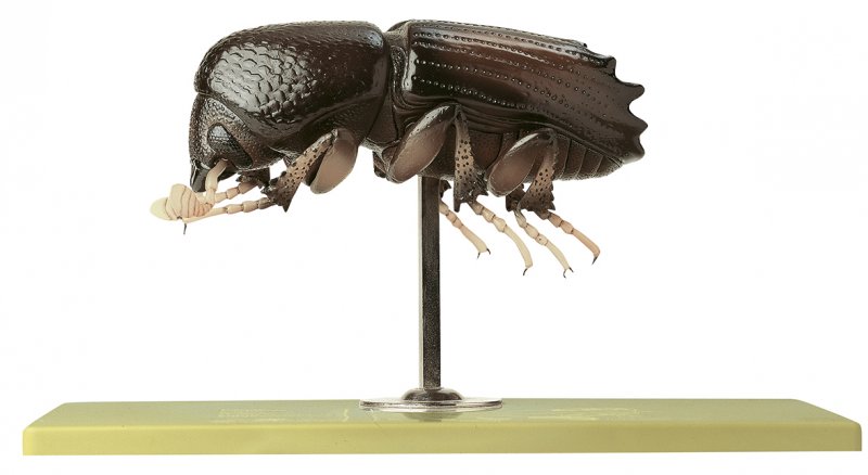 Zoologie-Modell