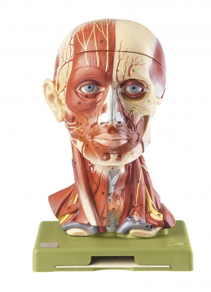 Anatomie-Modell